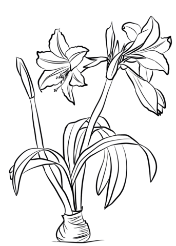 Amaryllis Brasiliensis Coloring Page